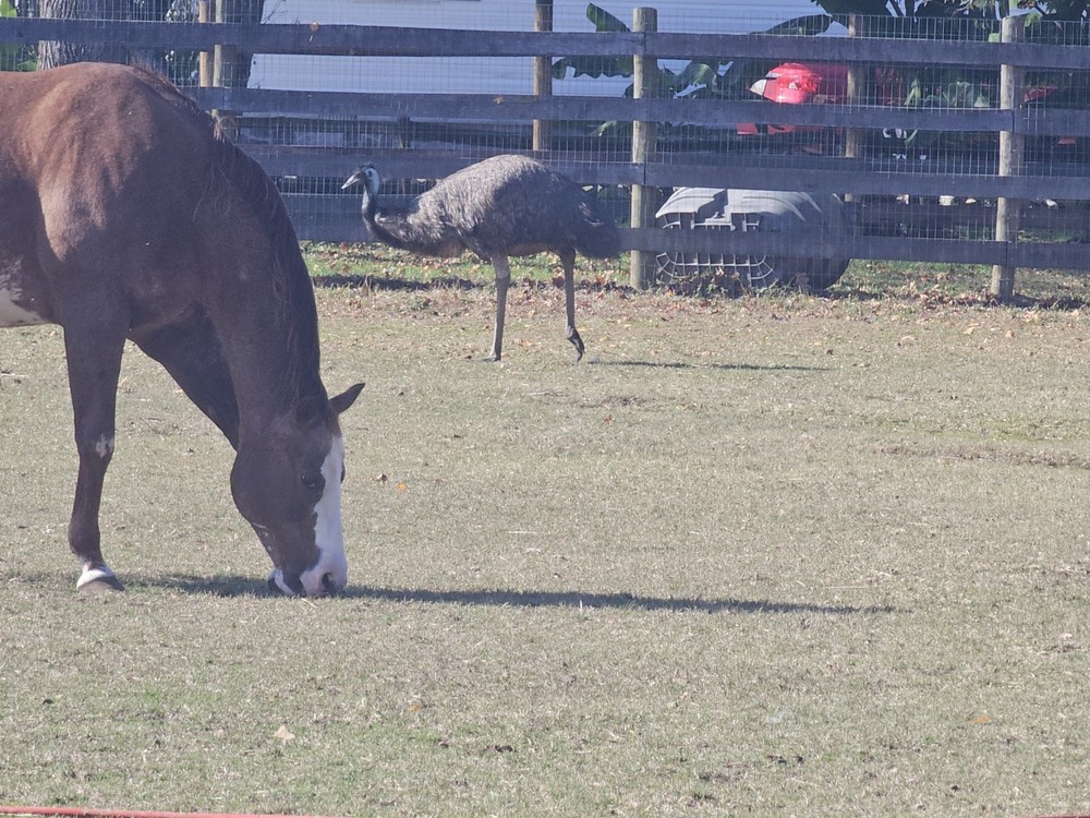 2 Emu Hatching Eggs White Blonde Normals