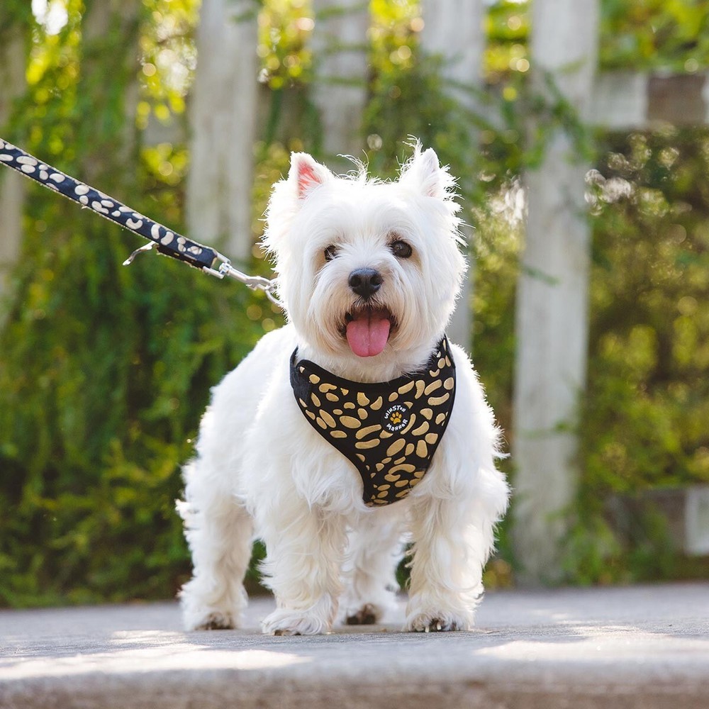 Winston Manner Designer Dog Harness in Disco Dog