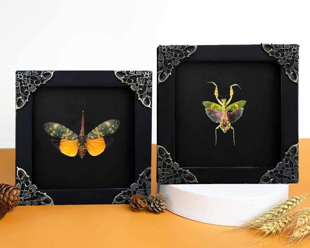 2 Framed Insect Mantis Lanternfly Wall Decor Taxidermy Bugs Artwork Gift Lovers