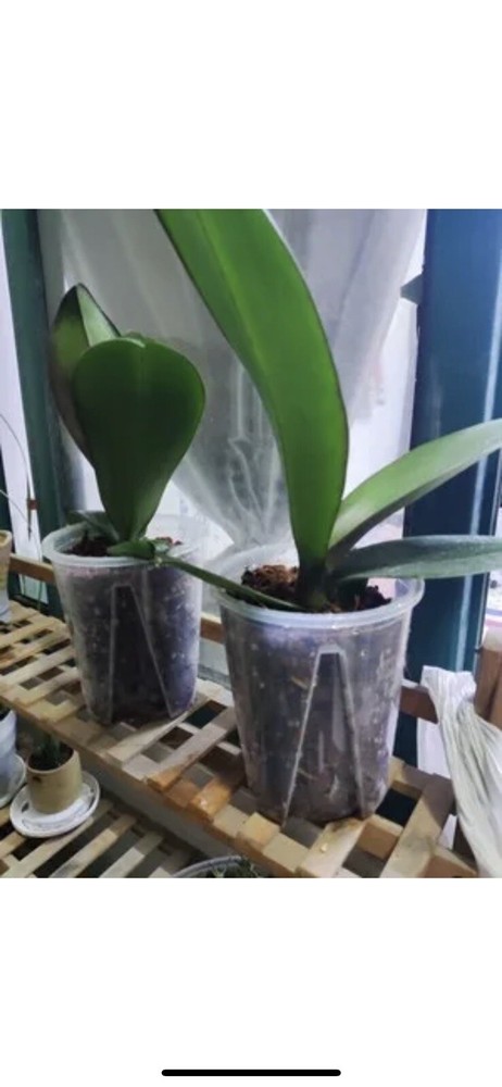 3 - 6” Clear Plastic Planters Tall