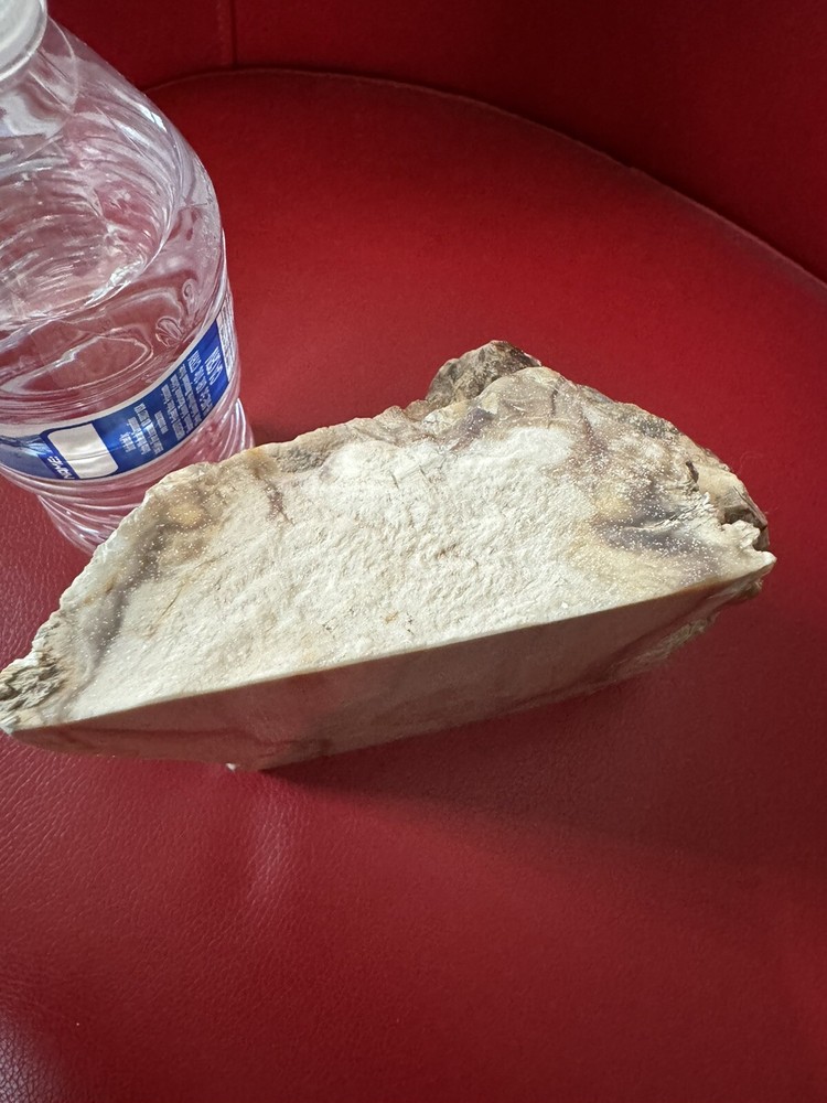Petrified Wood Log. Marble surface