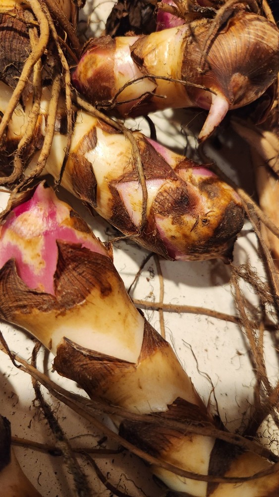 Canna Lily 12 Rhizomes