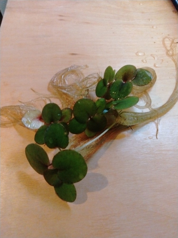 Tiger Striped Amazon Frogbit 5 Plants