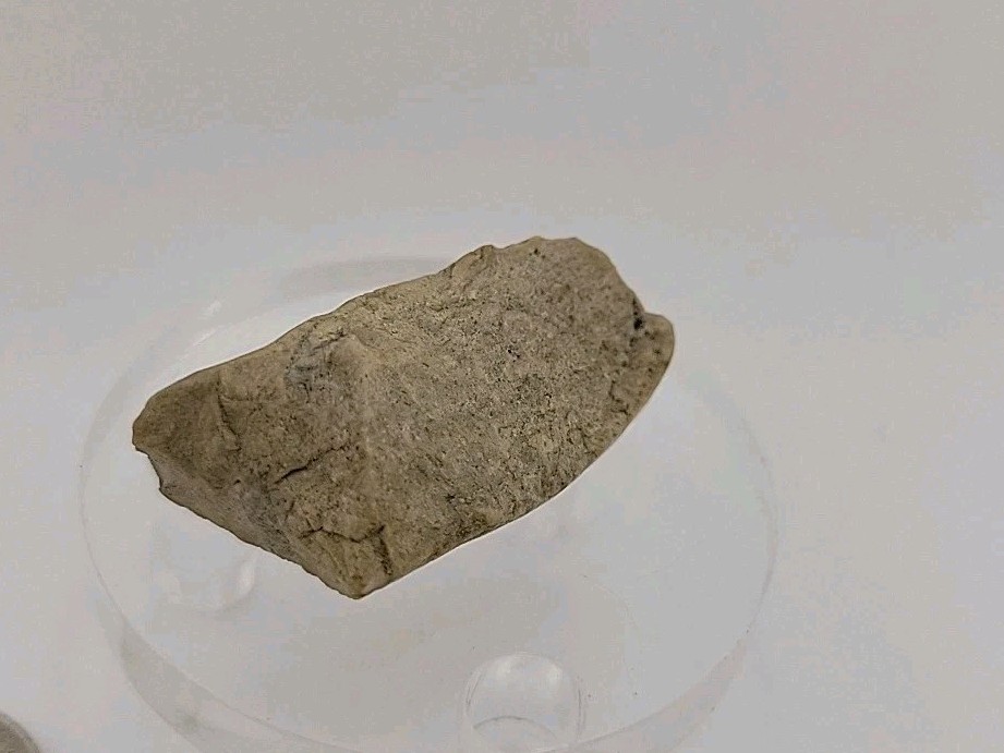 Fossil Dinosaur Permineralized Tooth T-rex 🦖