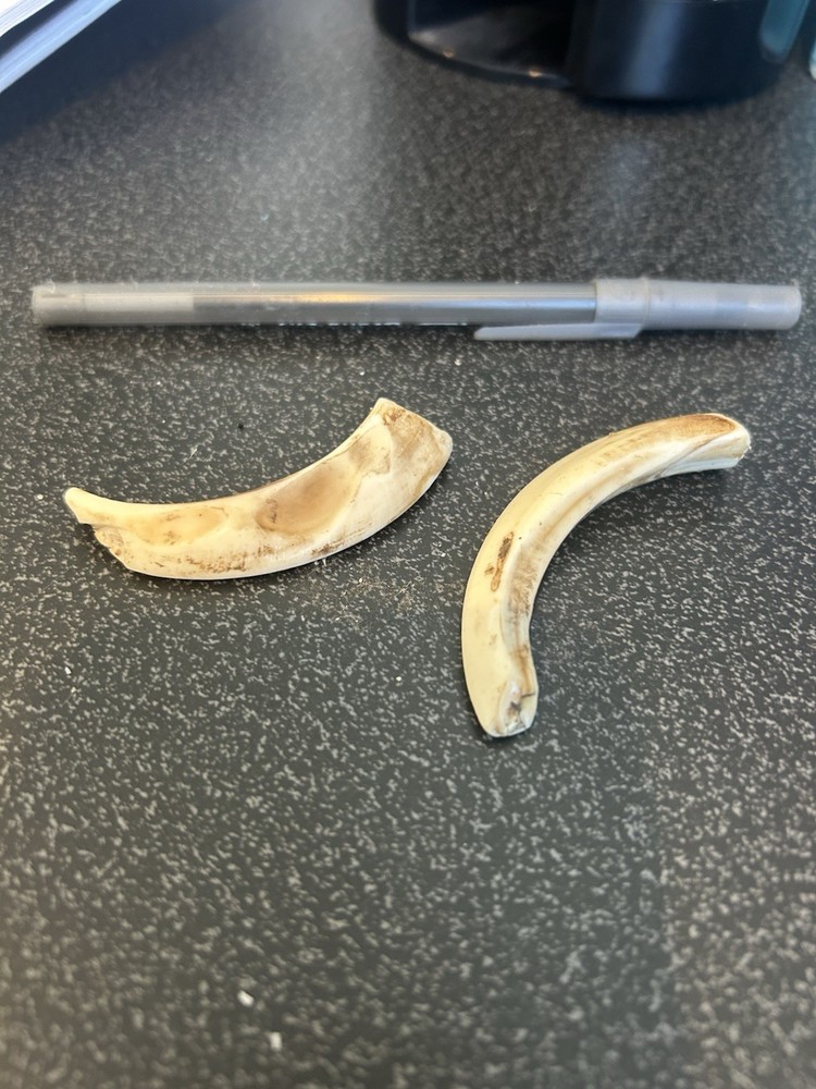 Boar Tusks