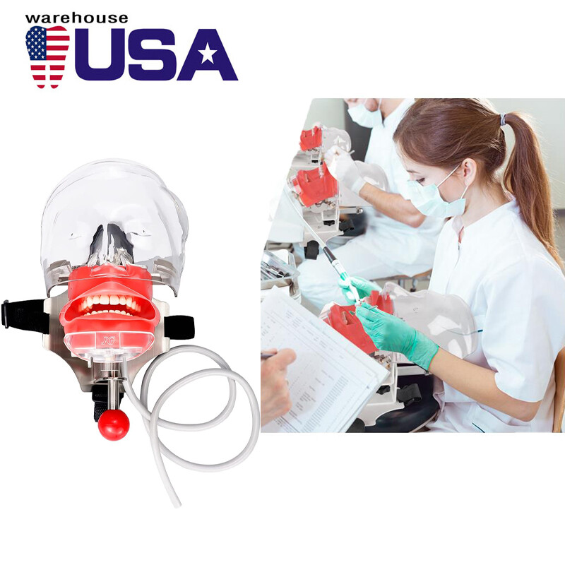#USA Dental Simulator Mannequin Head Teeth Model Teaching Practicing Head Mold