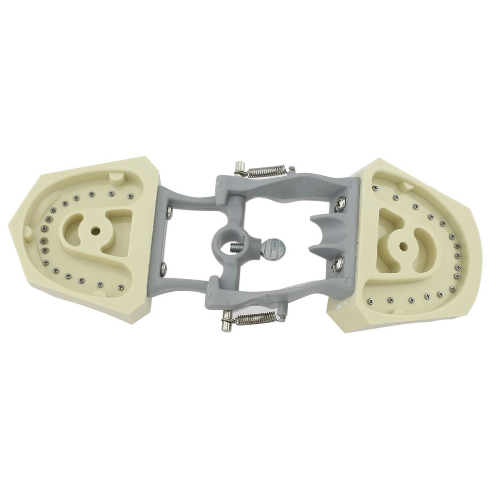 Columbia Dentoform 860Type Dental Typodont Exam Prep Model 32pcs Removable Teeth