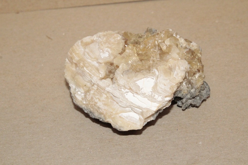 Calcite Fossil Clam Rucks Pit Florida #62