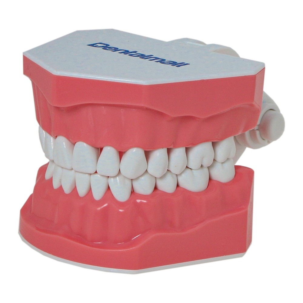 US Dental Typodont 1:1 Teeth Model with Brackets For Brushing Flossing Practice
