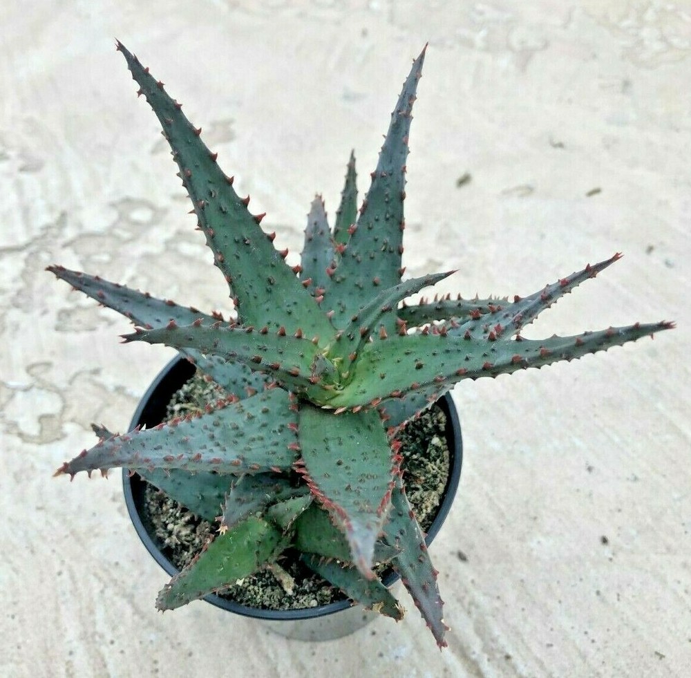 Aloe 'Wildfire' PPAF, Comes in a 3.5" Pot