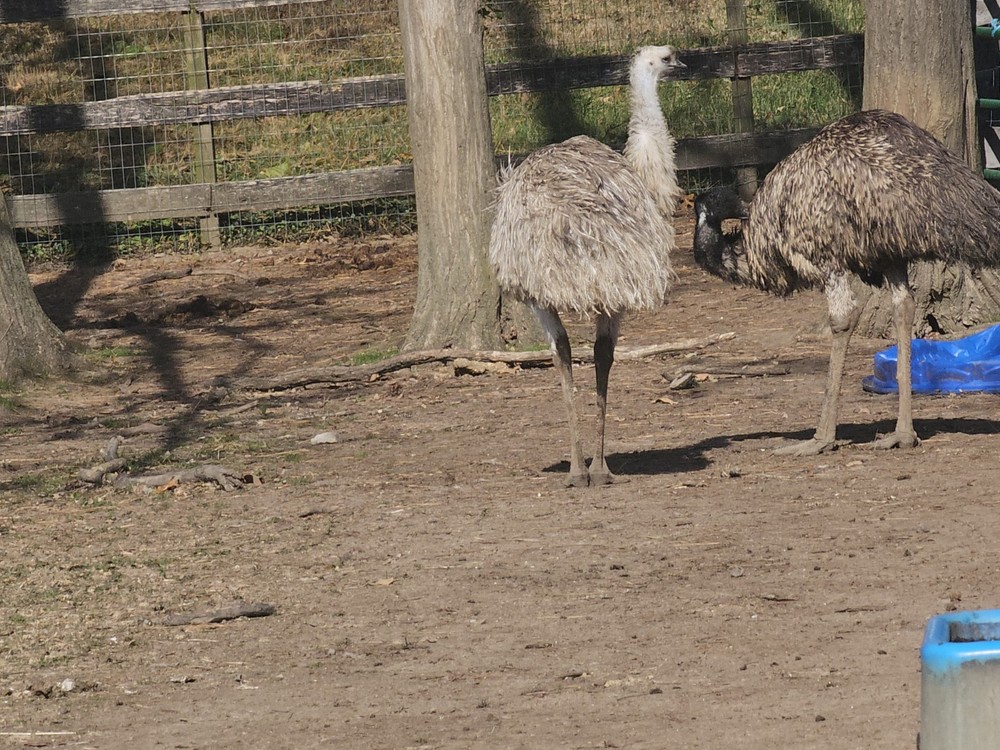 2 Emu Hatching Eggs White Blonde Normals
