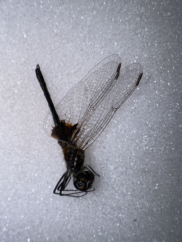 Small Blue Saddle Bags Dragonfly # 1 Odonata
