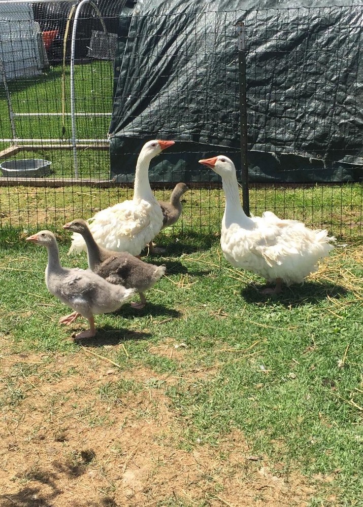 2 SEBASTOPOL Mixed Color including White & Saddleback Fully Curly HATCH EGGS