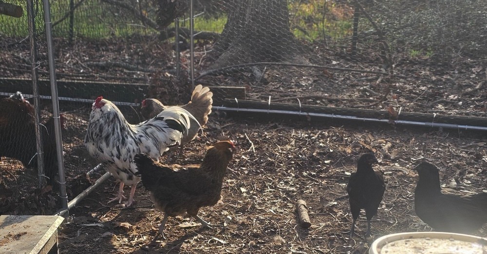 6 Ameracauna Fertile Hatching Eggs