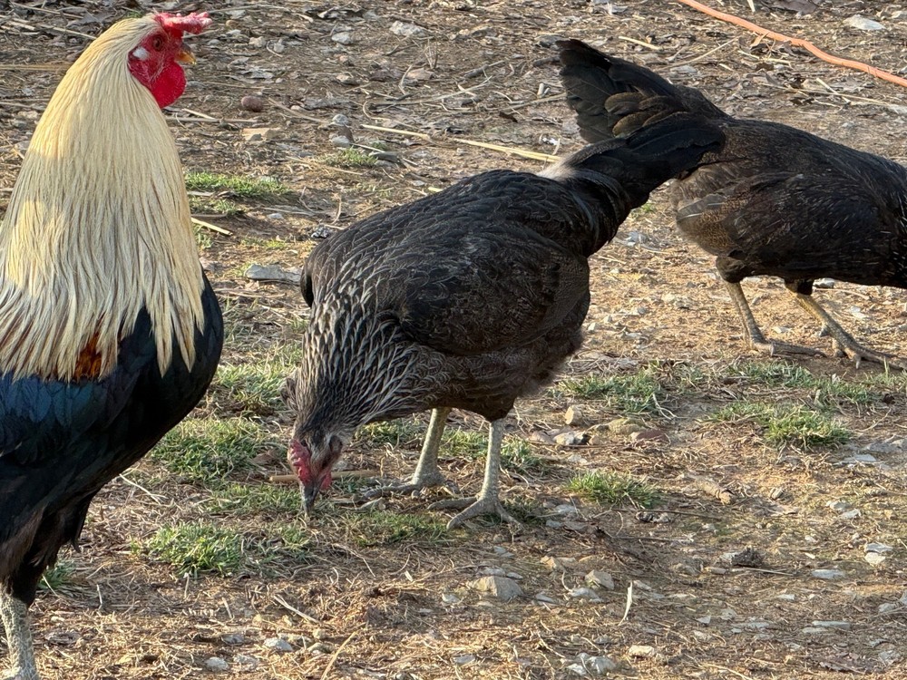 10+ Pure Harold Brown Grey Chicken Eggs