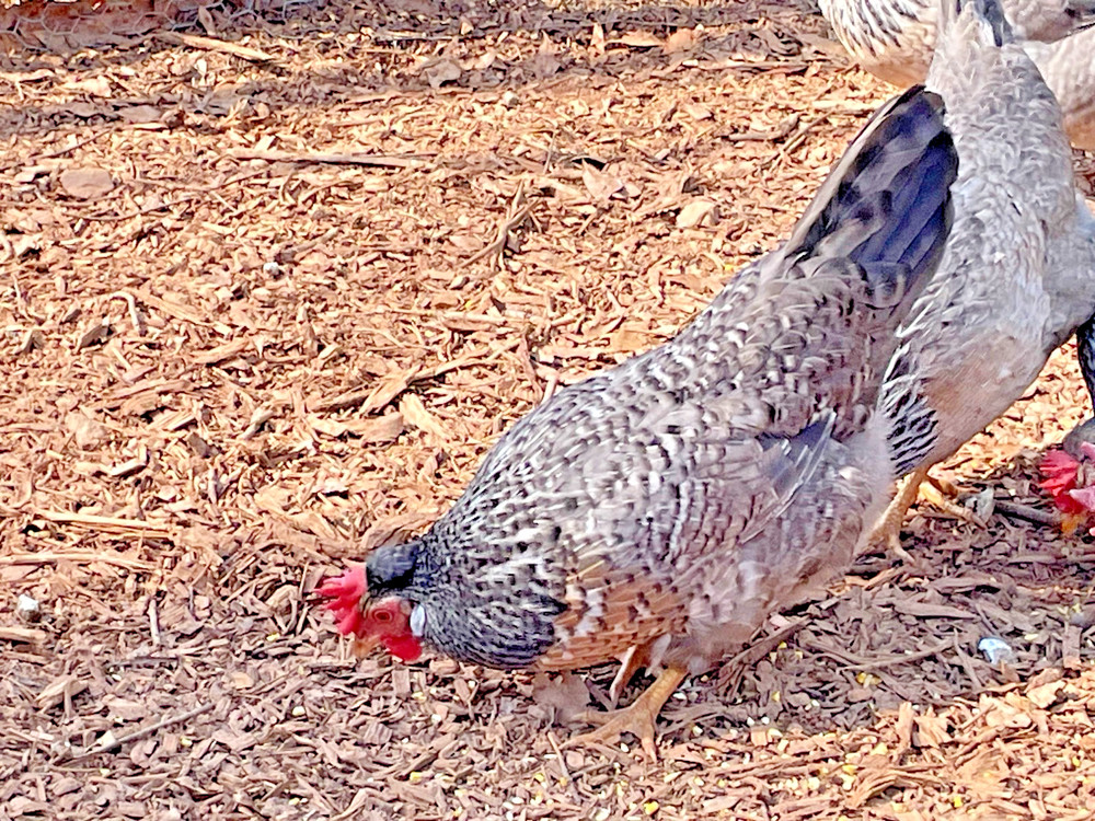 Crested Cream Legbar hatching eggs 6+1
