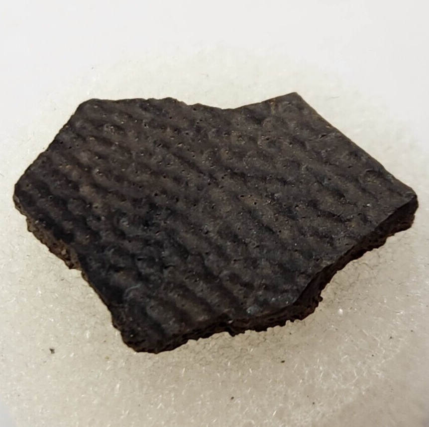 Cretaceous Turtle Shell Fossil - Testudines - Judith River Fm. - Hill Co., MT