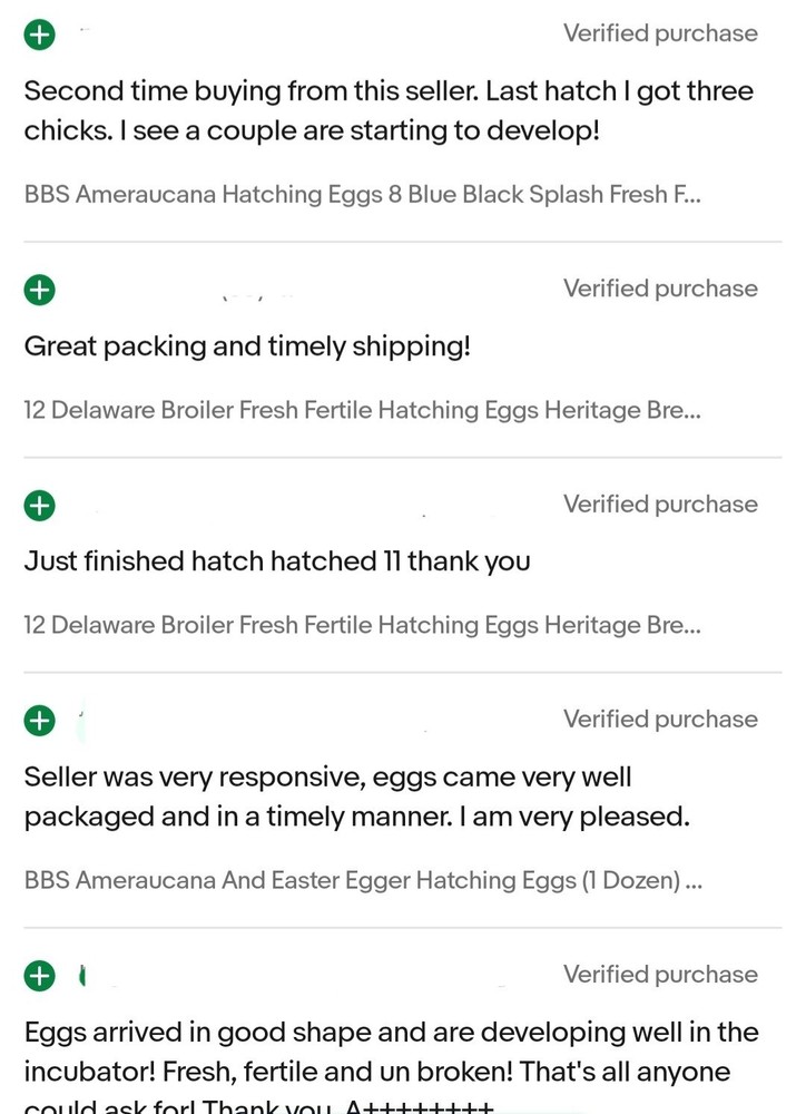 Whiting True Blue Fertile Hatching Eggs (12 Eggs | One Dozen)