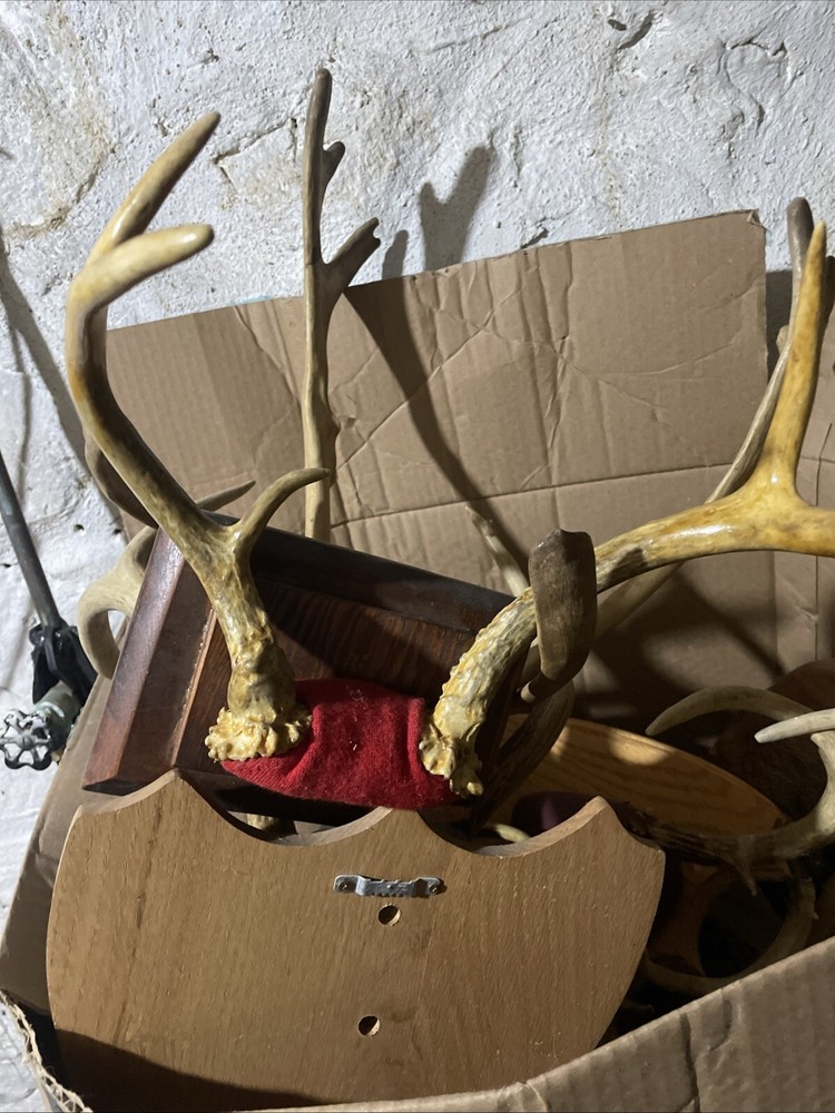 Cuernos De Venado