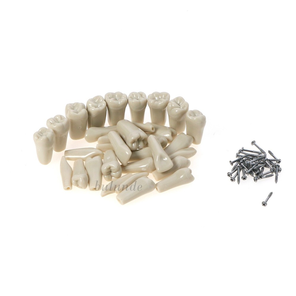 US Dental Tooth Model Columbia 860 Type Dentoform with 32pcs Replacement Teeth