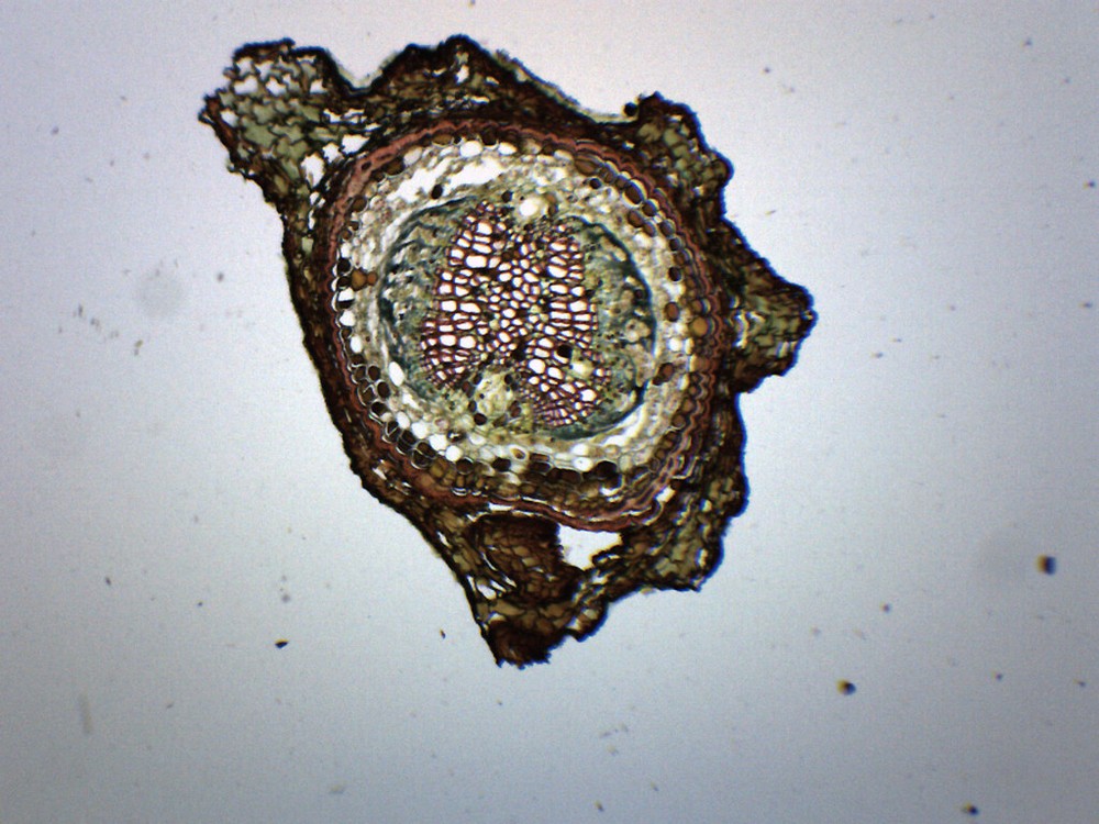 Pine, Young Root  - CS - Prepared Slide - 75x25mm - Eisco Labs