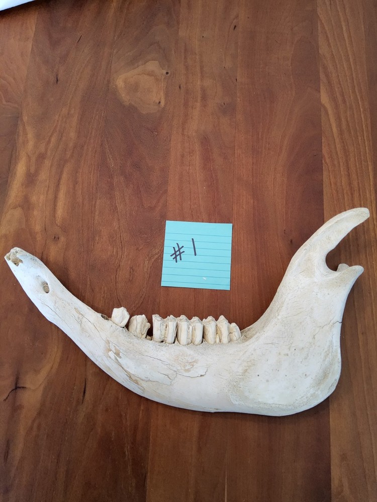 Moose Jaw Bone 50 Years Old