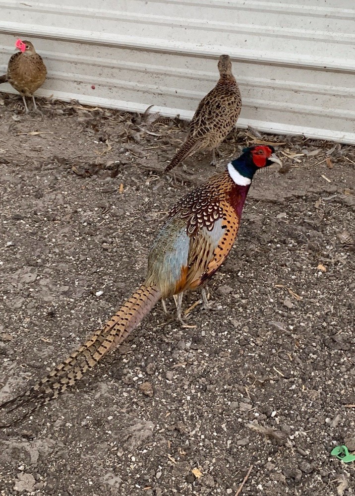 100+ Ringneck Pheasant Eggs