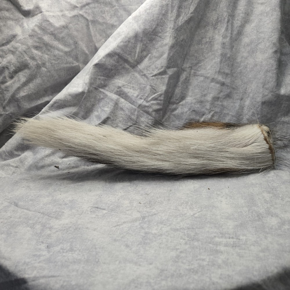 1 Dried Deer Tail