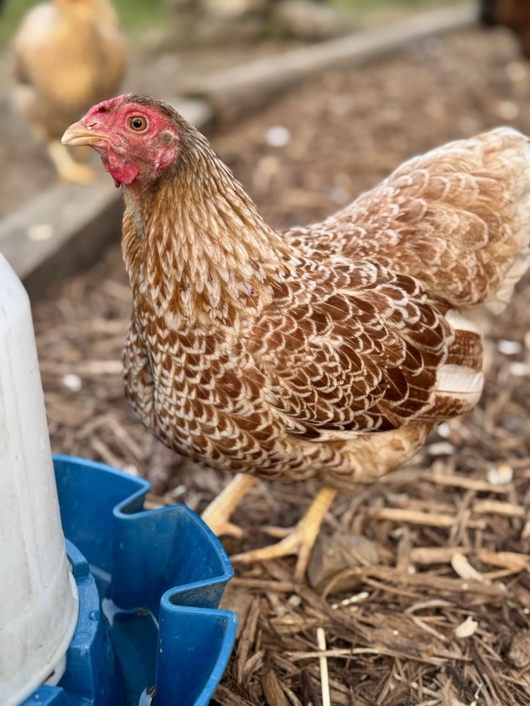 10 “Who’s Your Daddy?” RAINBOW Hatching Chicken Eggs 🤍🌈