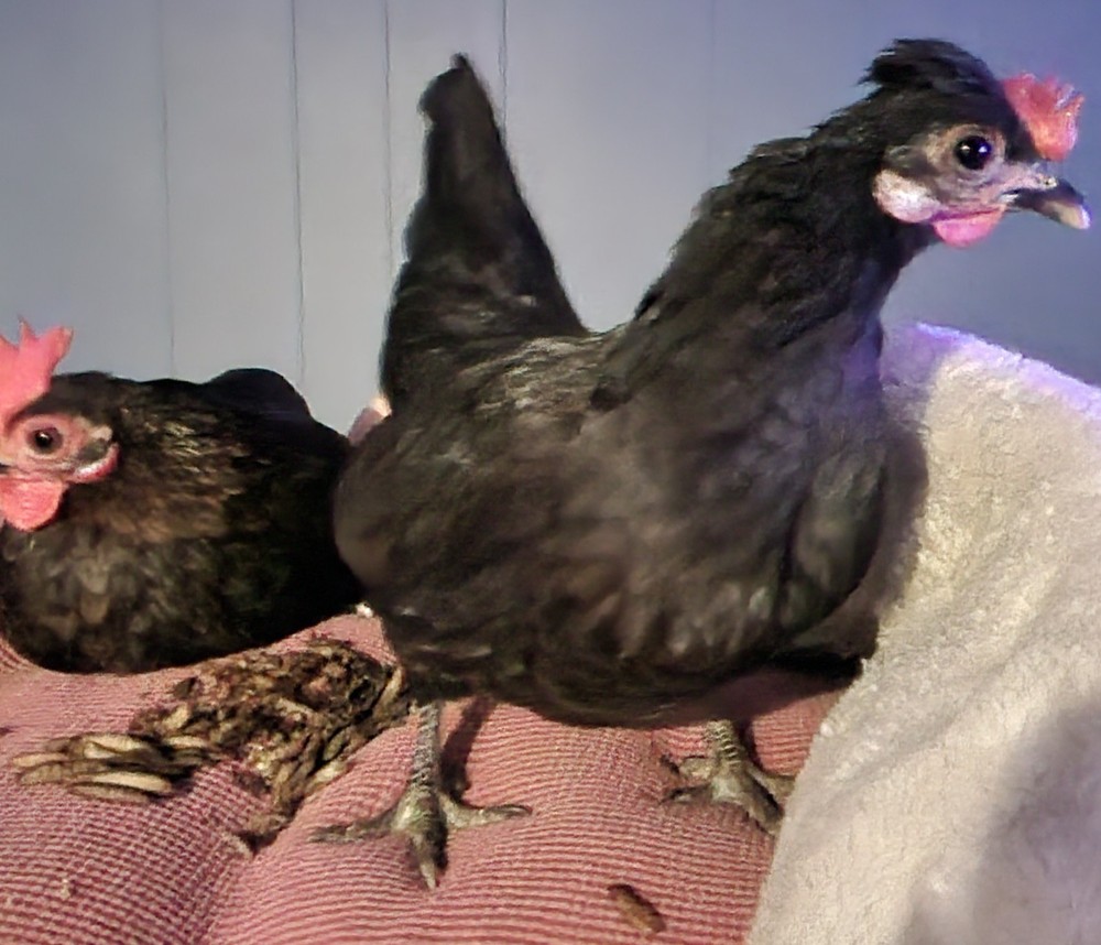10 +2 Micro Kikiriki Serama Hatching Eggs 4H Projects Teacup chickens