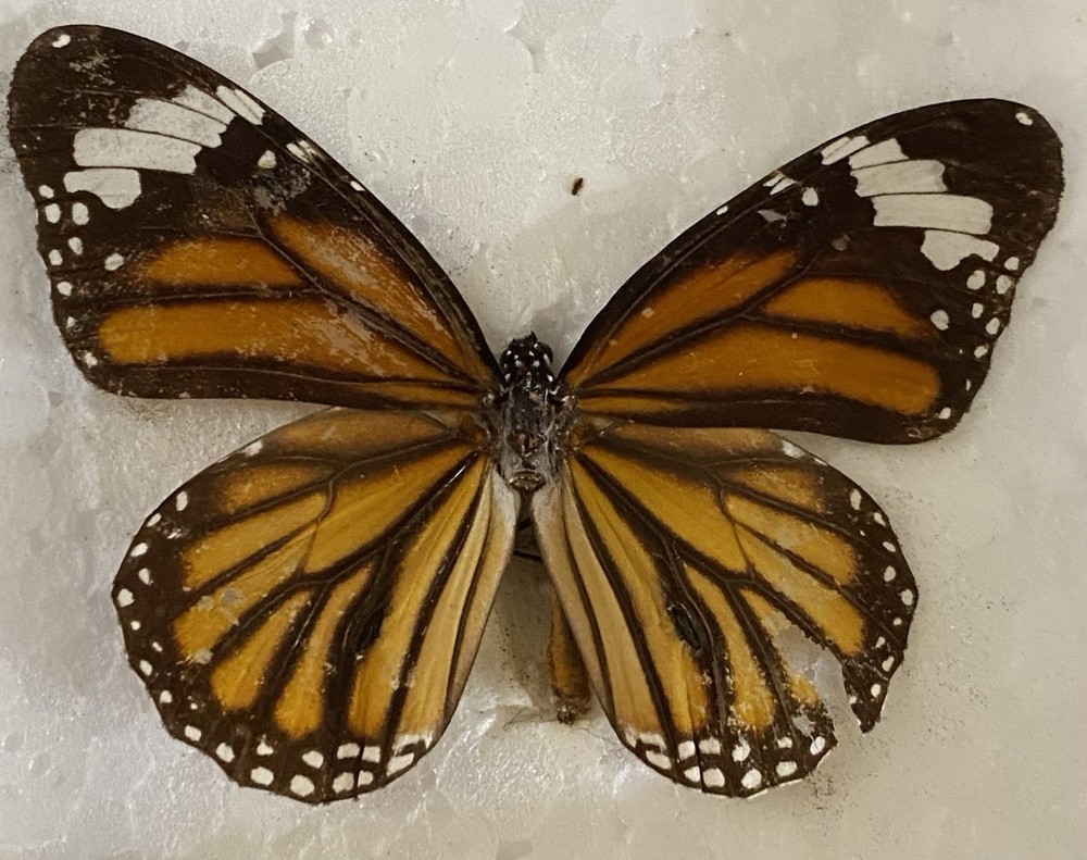 Preserved butterfly specimens in resin frames