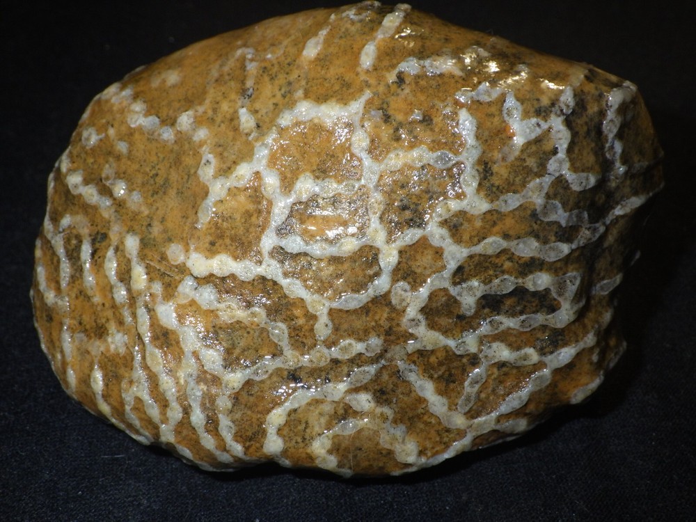 Chain Coral Halysites