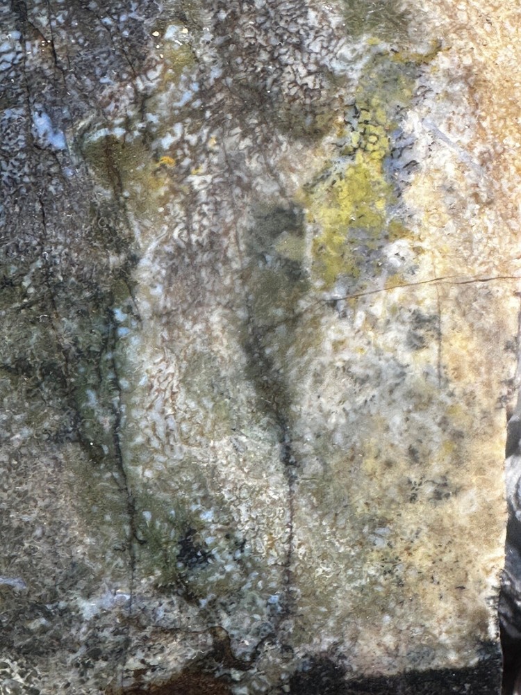 Dinosaur bone rough **hxtled Large end cut.