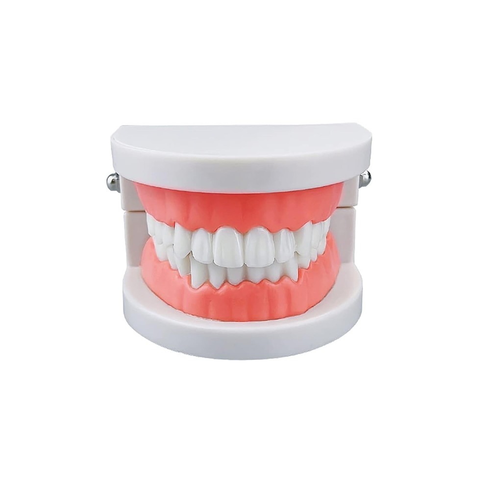 Standard Teeth Model, Kids Dental Teeth Teaching Brushing Model Teeth Study S...