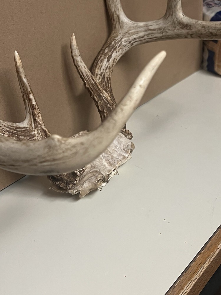 Deer Rack