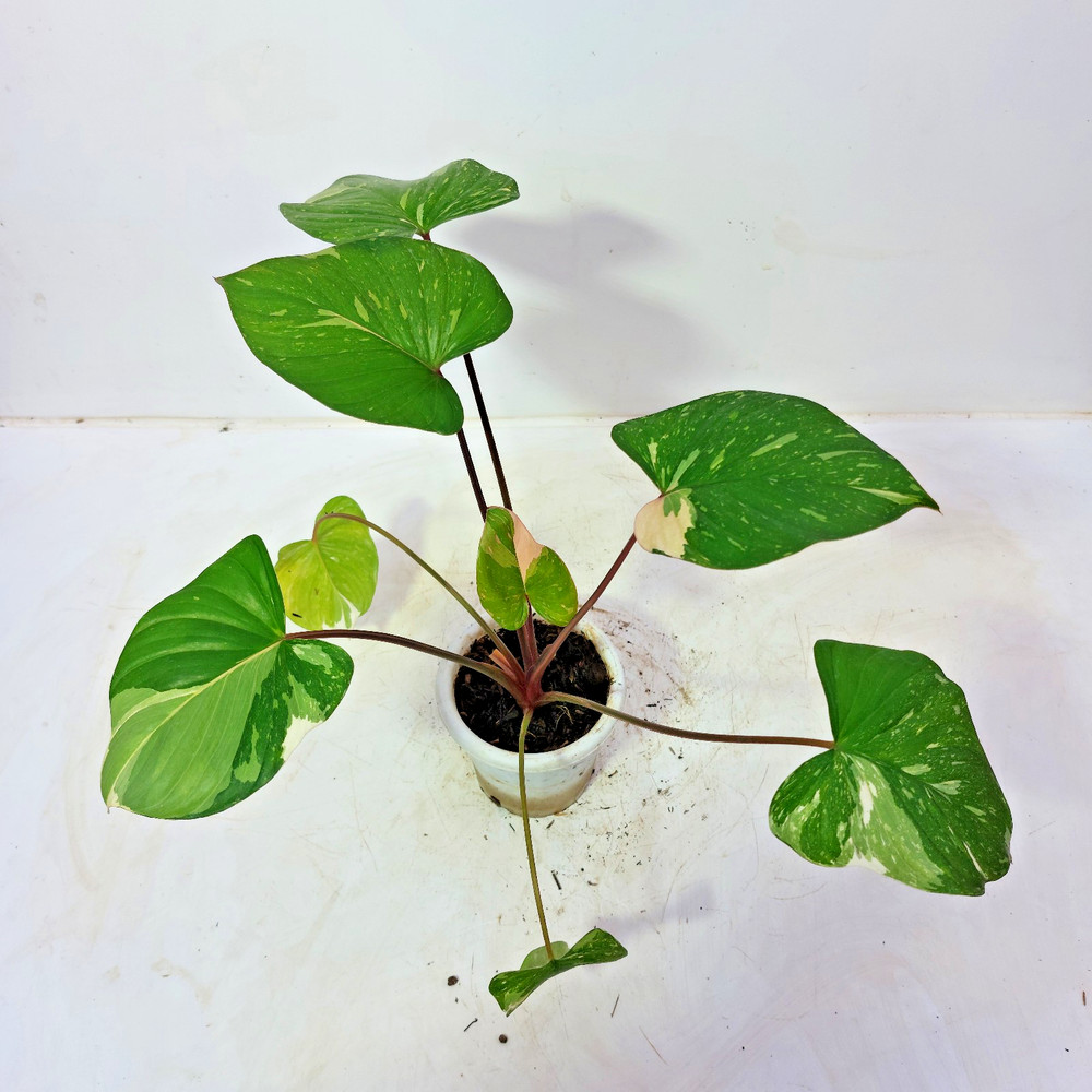 Homalomena Thai Constellation Variegated Free Phyto