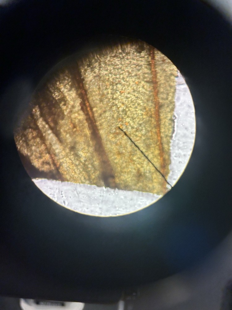 Nikon YS2-T Alphaphot 2 Microscope With Objectives E4 0.10/ E10 0.25/ E40 0.65