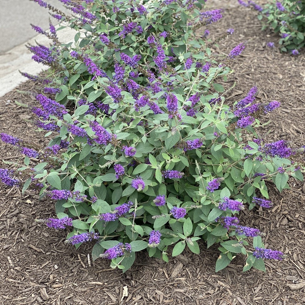 2 Buddleja Butterfly Bush Lavander/ Buddleja davidii Bare-root
