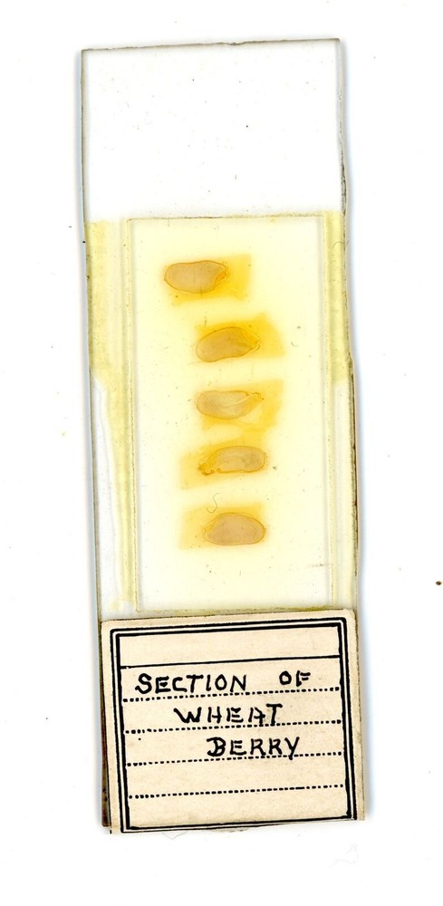 Vintage Microscope slide Section of Wheat Berry #25