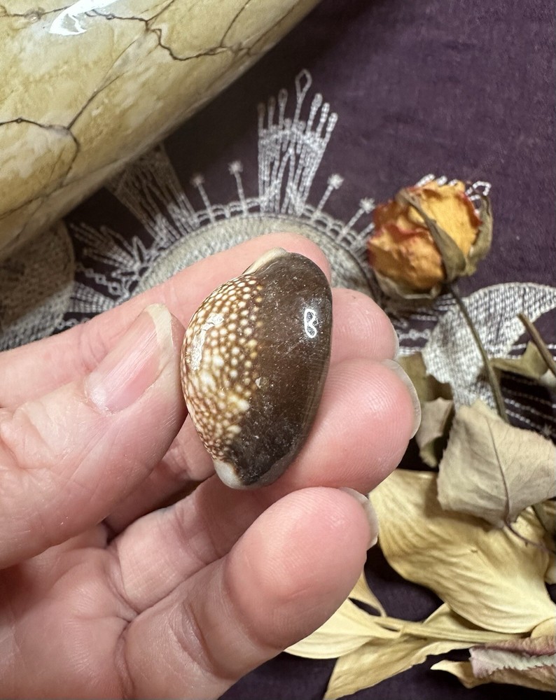 Three Snakehead Cowrie Shells, Divination, .5 - 1 Inch, Metaphysical
