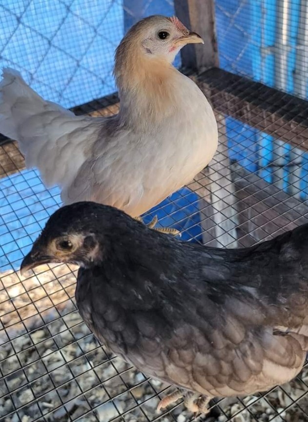 24+ Serama Bantam Hatching Eggs 4-H
