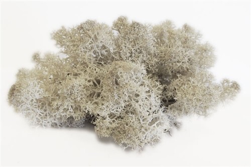 Hand picked Florida Reindeer SuperMoss 5lb