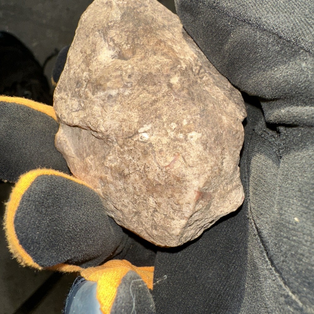 Fossil From Minnesota Emblem Rock Natural Stone
