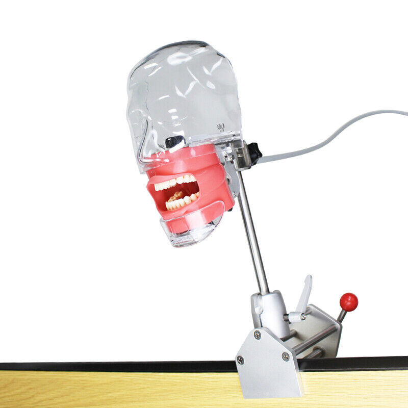 Dental Manikin Simulator Phantom Head Typodont for Dentist Student Training