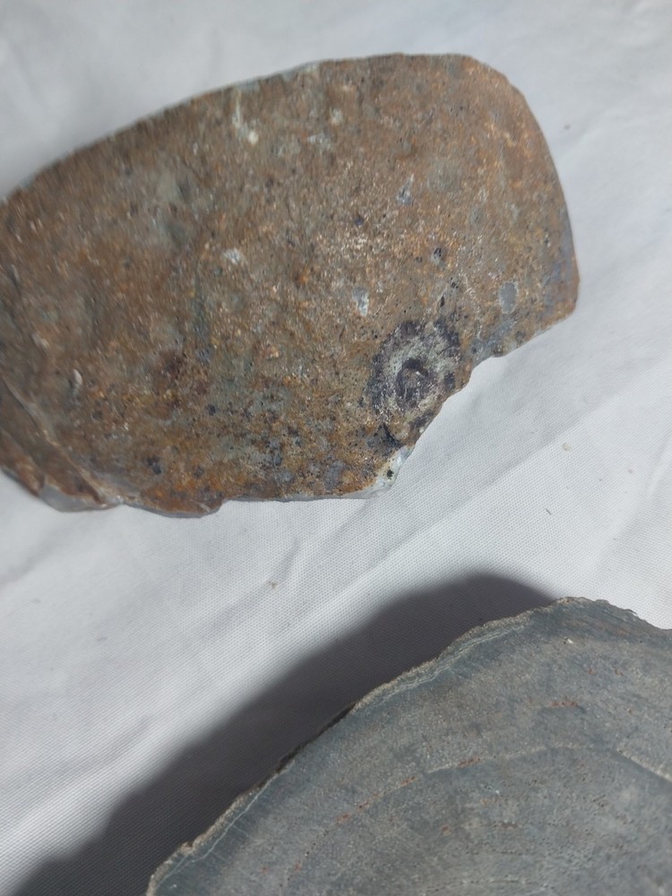 Petrified Wood, Half Geode Polished
