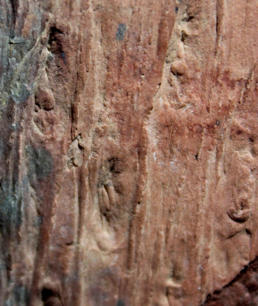 Lepidodendron rimosum - Excellent, rare Carboniferous bark