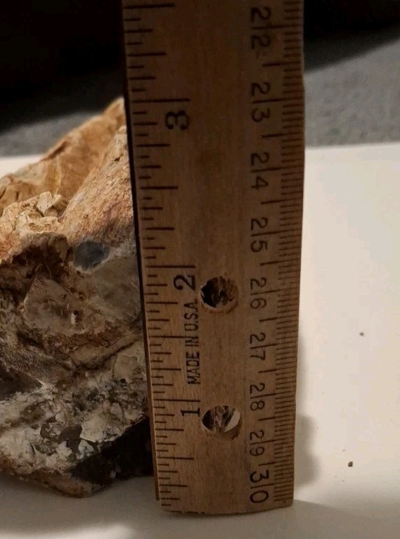 Petrified Wood 680g