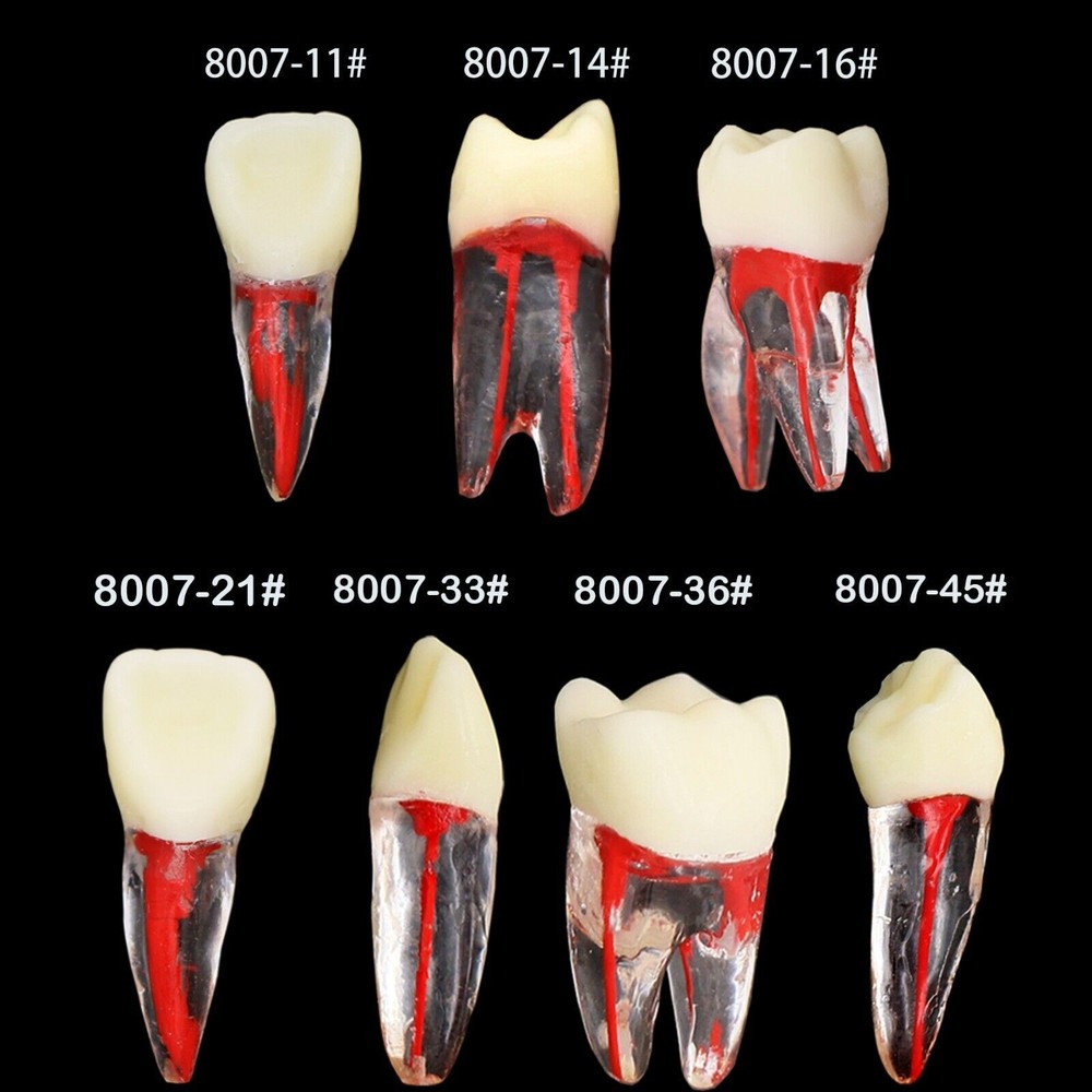 10Pcs Dental Root Canal Teeth Study Model Endodontic Rotary Files Practice Block