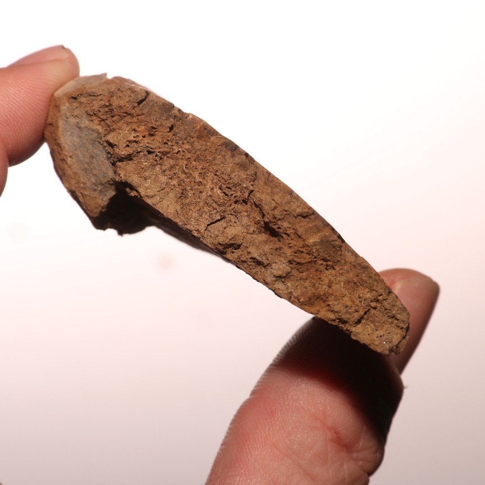 Edmontosaurus Vertebrae Process Fossil Bone Hell Creek Formation - CRETACEOUS