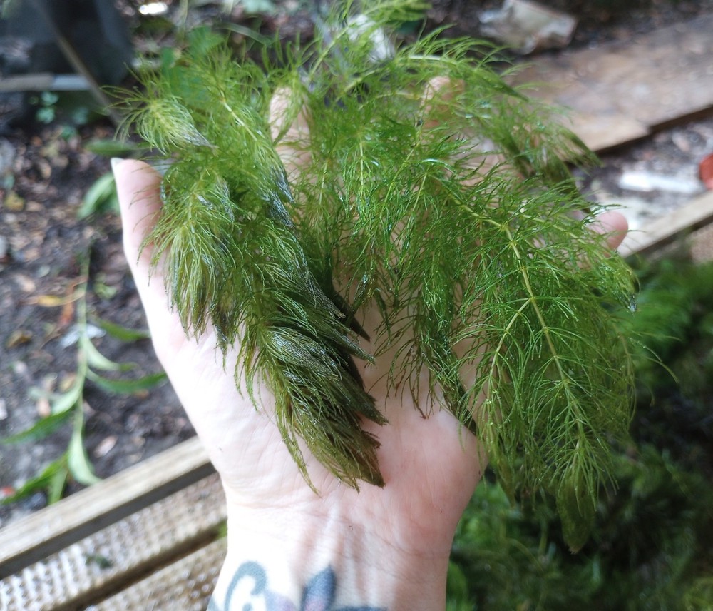 Floating Pond Plants Bundle Live Aquarium Plants Fish Safe Easy Beginner Pack